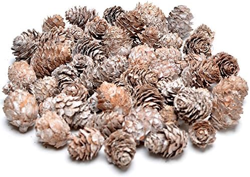 Floral Fantacy Spruce Pine Cones Vase Fillers, Table Scatter, Crafts 8-Ounce (Snow White)