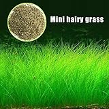 Richi Plant Seeds Fish Tank Aquarium Aquatic Water Grass Decor Garden Foreground Plant Pet Feed (Mini hariy grass)