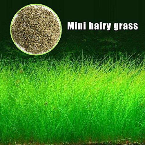Richi Plant Seeds Fish Tank Aquarium Aquatic Water Grass Decor Garden Foreground Plant Pet Feed (Mini hariy grass) Richi Plant Seeds Fish Tank Aquarium Aquatic Water Grass Decor Garden Foreground Plant Pet Feed (Mini hariy grass)