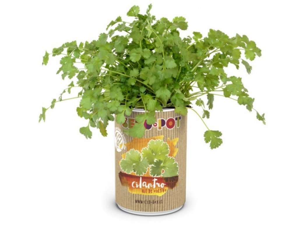 SeedBox SBLCI-Lata de Cultivo Cilantro, Multicolor, No Aplica ...