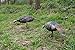 MONTANA DECOY Purr-fect Pair