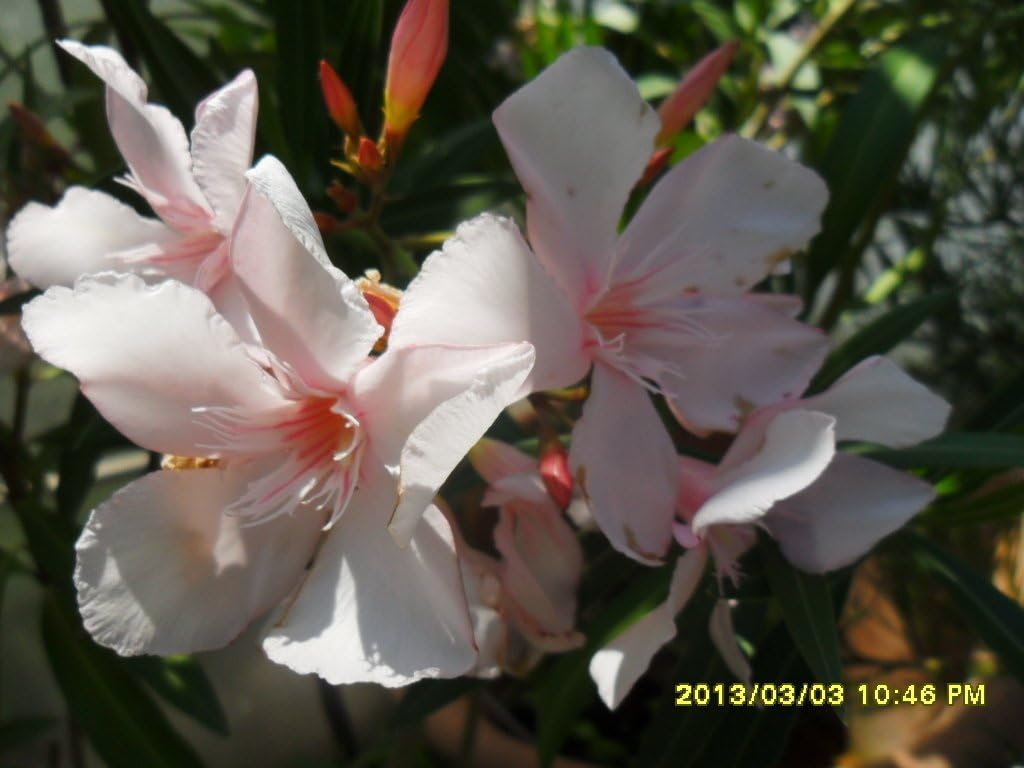 Nerium oleander, 2x unrooted cuttings, rare white-pink color