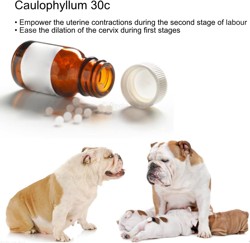 Caulophyllum 30c Prepares the cervix for labour and empowers Contractions