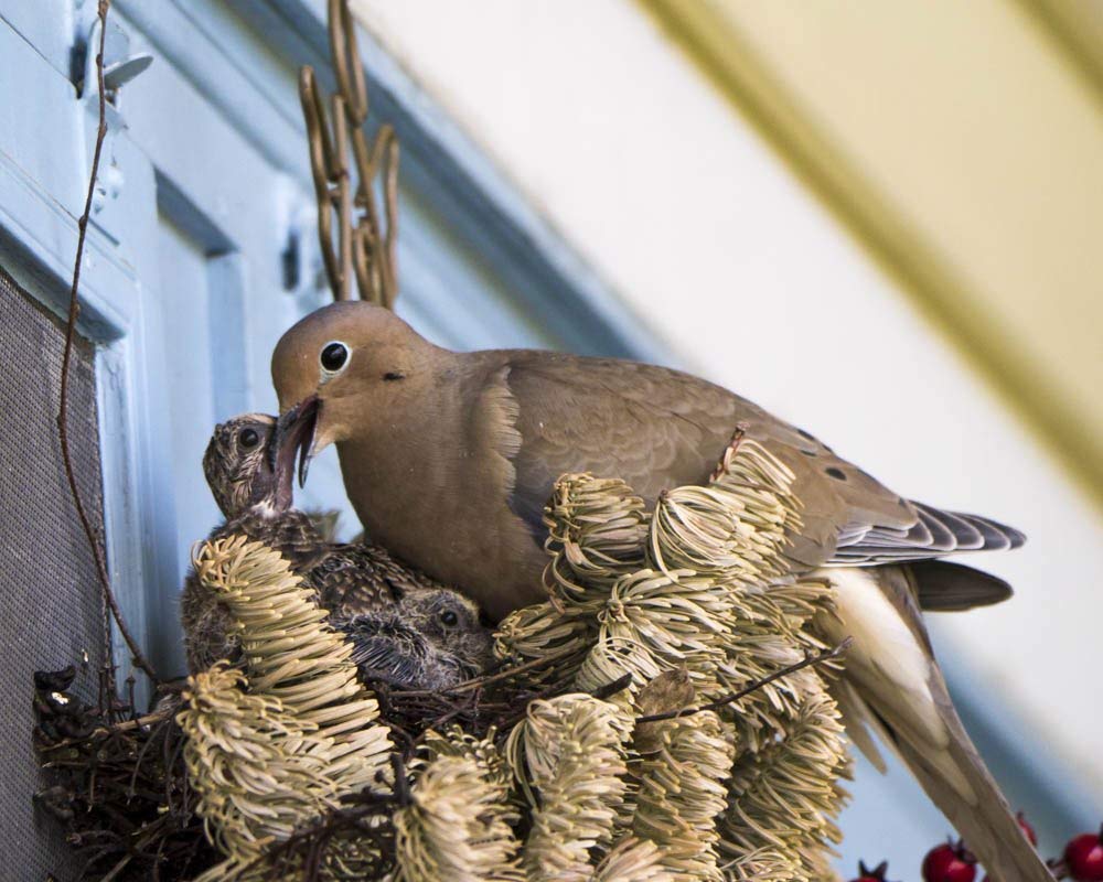 Mourning Dove Feeding Chick 2 Handmade