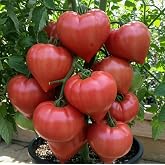 100 Rare Giant Oxheart Tomato Seeds Huge Tasty Vegetable Seeds Heirloom