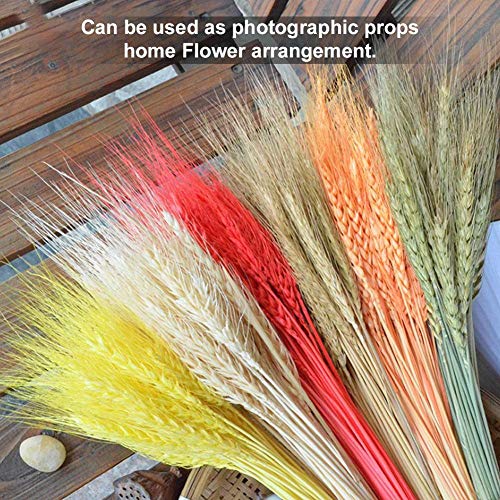 Natural Dried Natural Wheat Sheaves,Wheat Stalk Bundle Decorative Wheat Bouquet for Flower Arranging Photograph Props Wedding Decoration - Thumbnail 3