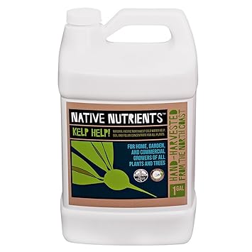 Image result for kelp nutrient supplements