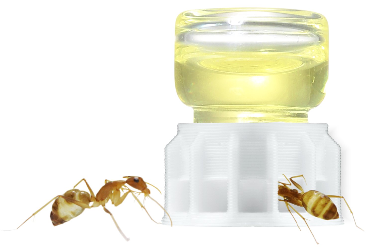 byFormica Ant Products Liquid Feeder MICRO Feeder for Ants For Water, Sugar Water