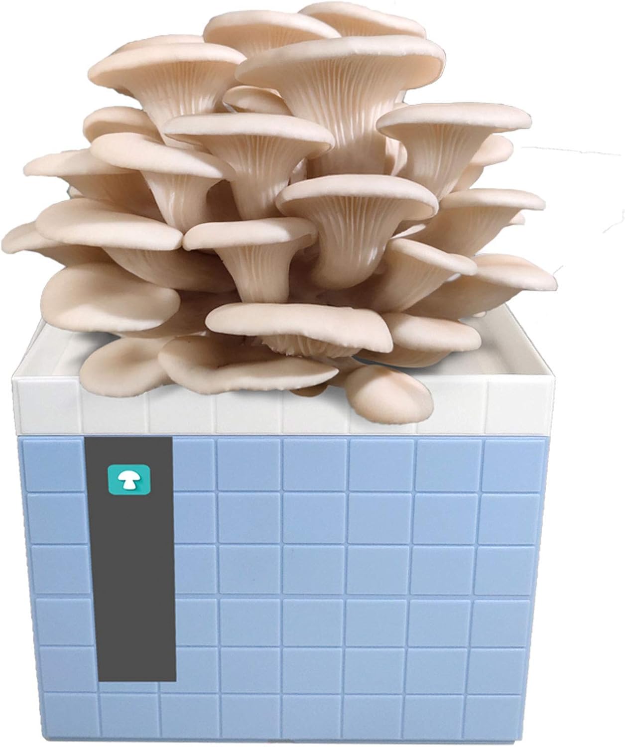 Organic Shiitake Mushroom Growing Kit, Small Mushroom Growing Kit