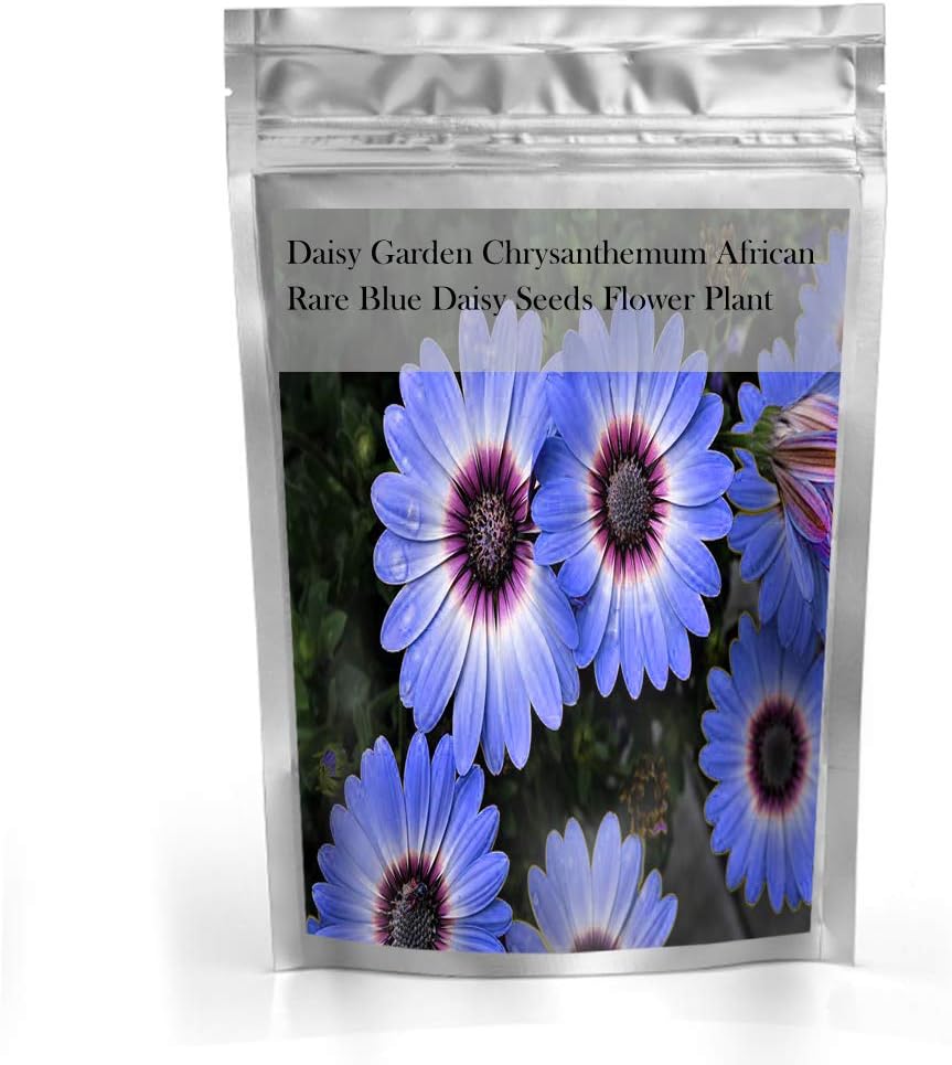 100+ Blue Daisy Chrysanthemum Seeds African Rare Flower Plant BigaMart