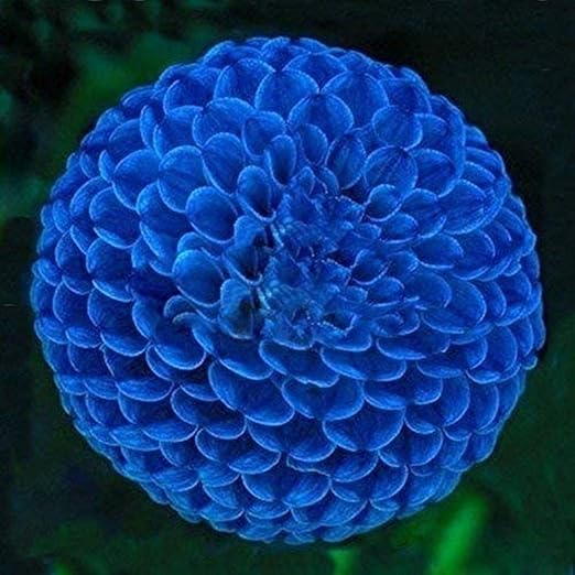 2Pcs Unique Blue Fireball Dahlia Bulbs Beautiful Flower Bulbs Perennial