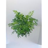 Botanica la Marina Planta Ruda Natural con Raiz. / Full Live Rue Plant with Roots., green