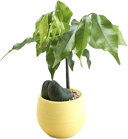 Amazon Com Fan Ling Mini Colourful Round Plastic Plant Flower Pots Home Office Decor Modern Gardening Indoor Decorative Pot Yellow Garden Outdoor
