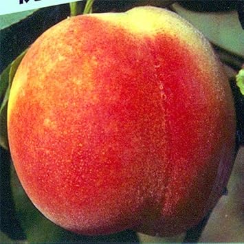 Amazon 桃 モモ 苗木 あかつき 果物