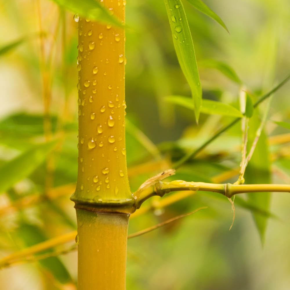 You Garden Phyllostachys aureosulcata 'Spectabilis' (Yellow Bamboo) 80-100cm Tall in a 3L Pot