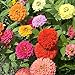 Zinnia Seeds, California Giants, 1 Ounce, 3000+ Seeds primary