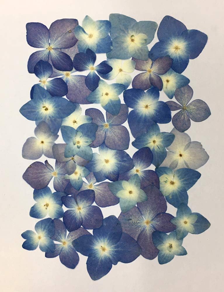 Amazon Co Jp 押し花セット あじさい 自然色 押し花 あじさい 15ｍｍから30ｍｍ Uvレジンでスマホケースも作成可能 家電 カメラ