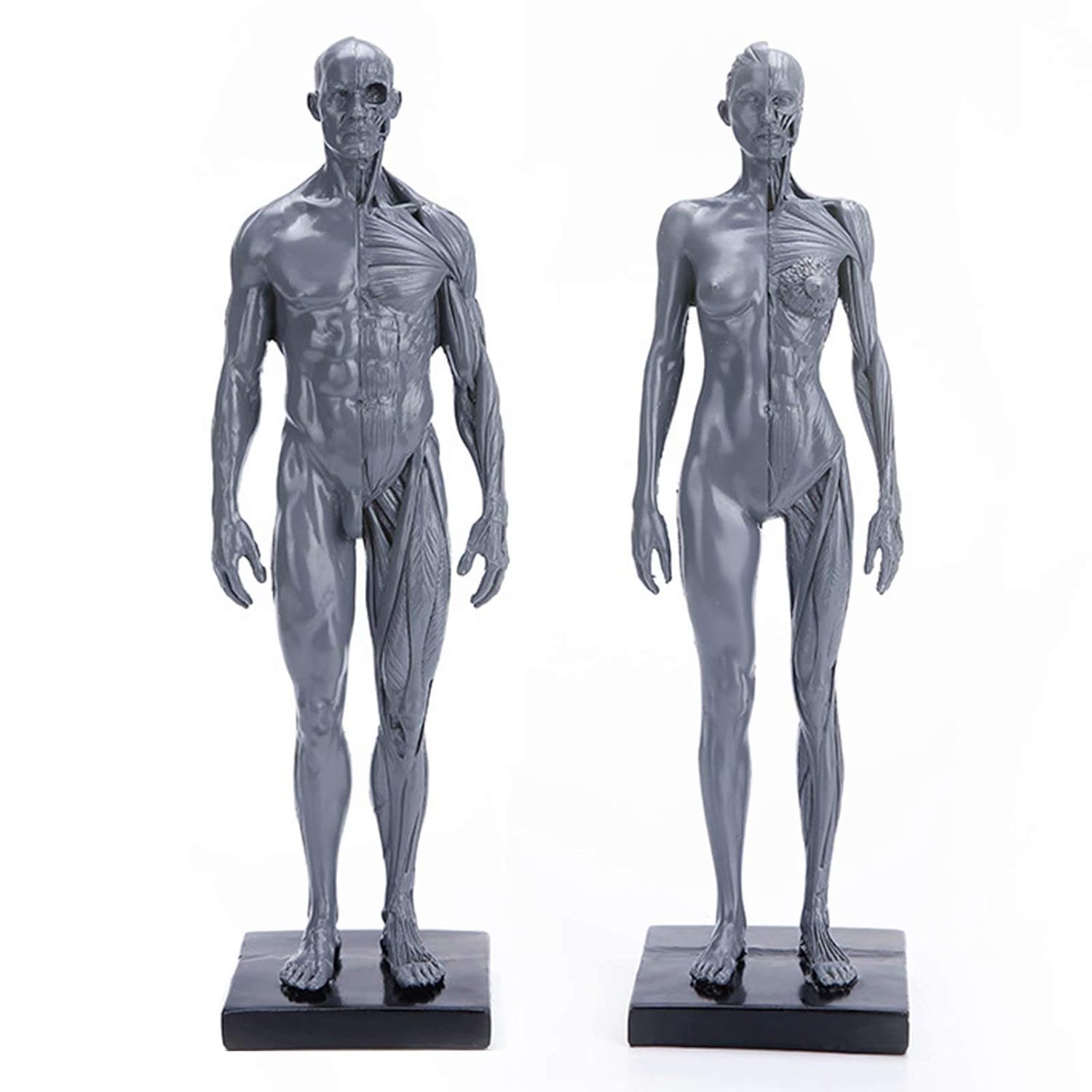 11.8inch Human Anatomy Model 11，Human Body Musculoskeletal Anatomical
