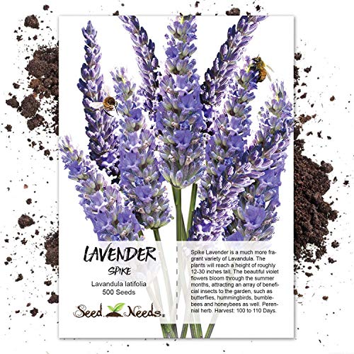 Lavender Herb Seed Packet Collection (3 Varieties of Lavender) Open