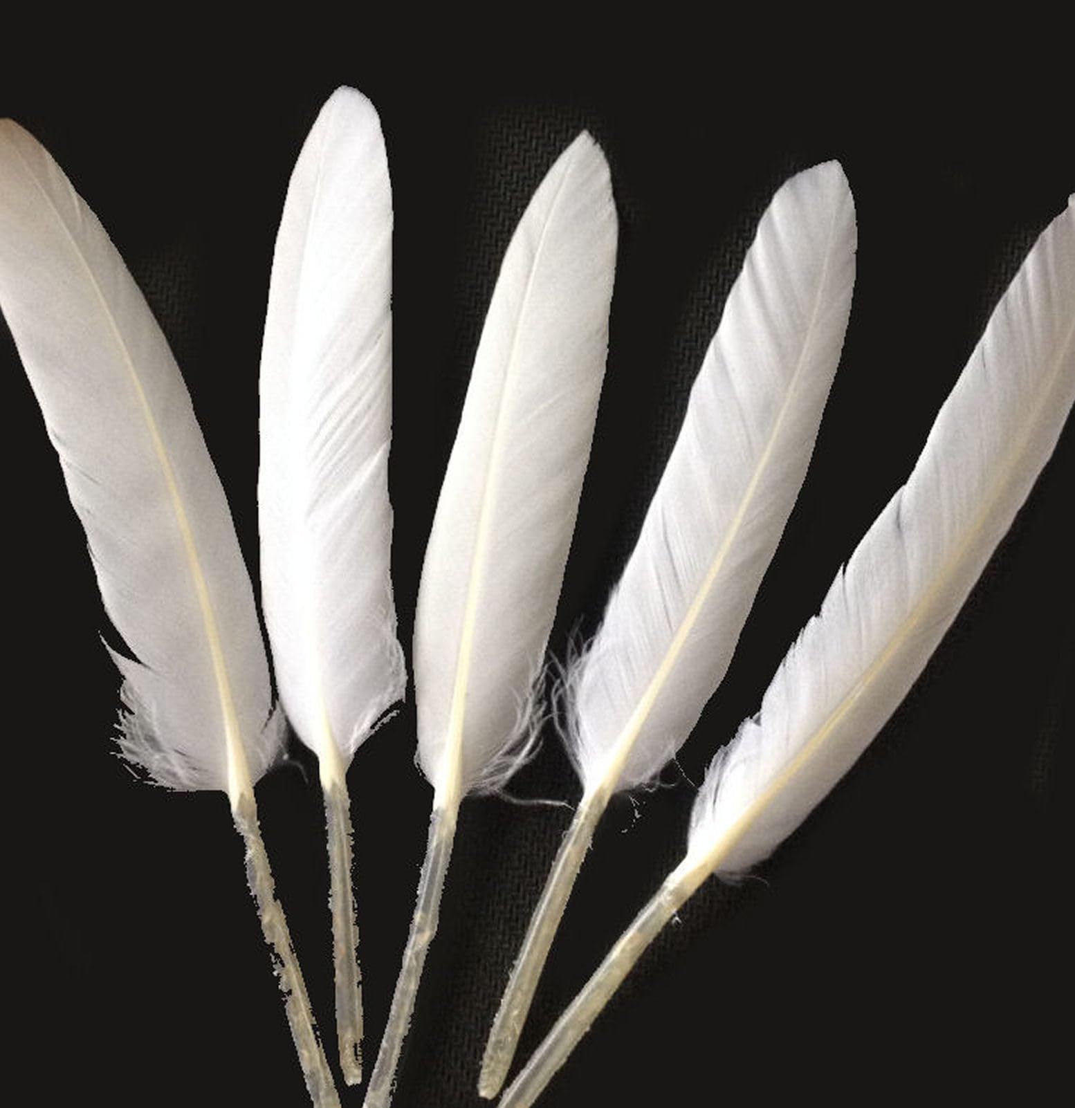 Gregory Crafts & Gifts White Goose Quill Style Feather x 12, 4 to 6 Inch, Thin Feathers