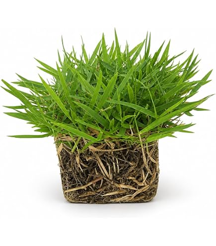 Amazon.com : Zoysia Sod Plugs - 18 Large 3