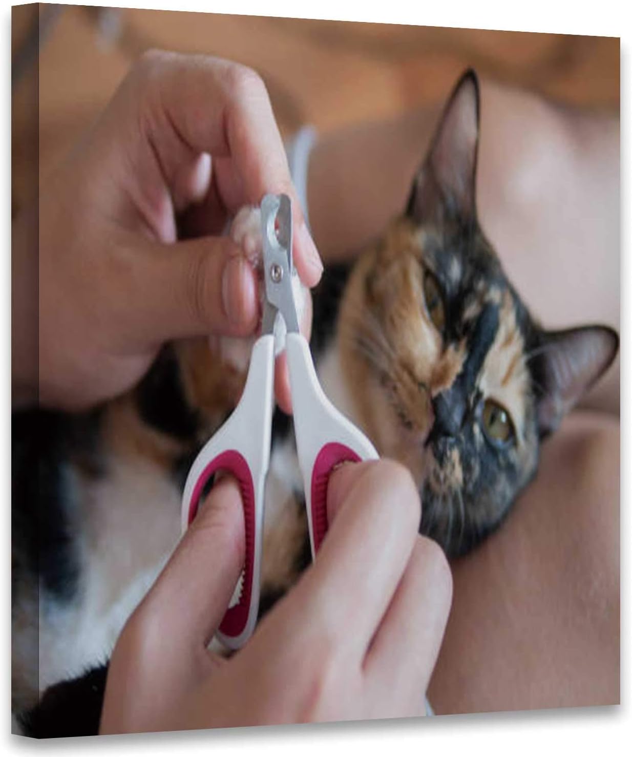 cat nail cutting