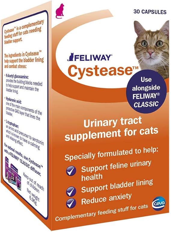 blue staffy stud dogs near me