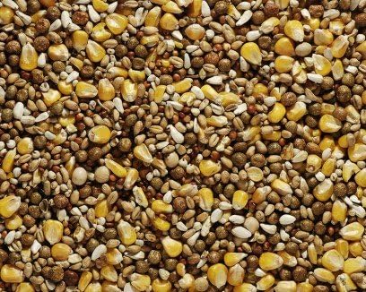 Bucktons Best All Round Pigeon Food - Chase Wildlife (20)