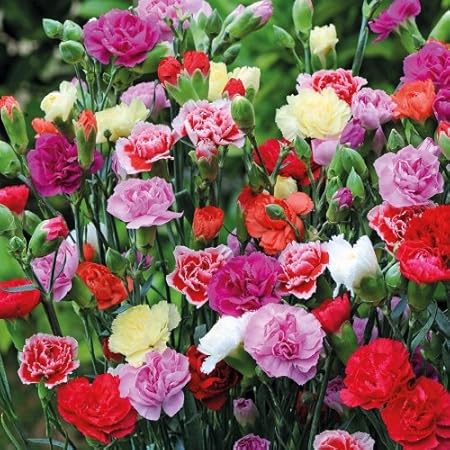 Kraft seeds Mix Carnation Flower Seeds for Home and Balcony Gardening with 100 Gm Agropeat