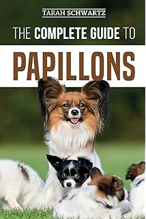 papillon puppies for sale trading post