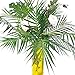 Supla 3 PCS 3 Size Artificial Areca Palm Tropical Leaves Stems Faux Plastic Palm Tree Leaves Faux Monstera Leaves Plastic Palm Leaf Greenery Floral Arrangement Hawaiian Luau Jungle Beach Wedding Party
