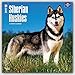 Siberian Huskies 2017 Calendar