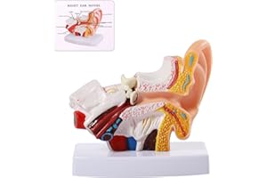 SFXYJ Ear Model 1.5X Enlarged Human, Ear Anatomy Model Outer Middle Inner Ear Model Professional PVC for Science Classroom Medical Anatomy and Physiology Study Teaching
