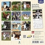 Image de Australian Shepherds 2017 Mini 7x7 (Multilingual Edition)