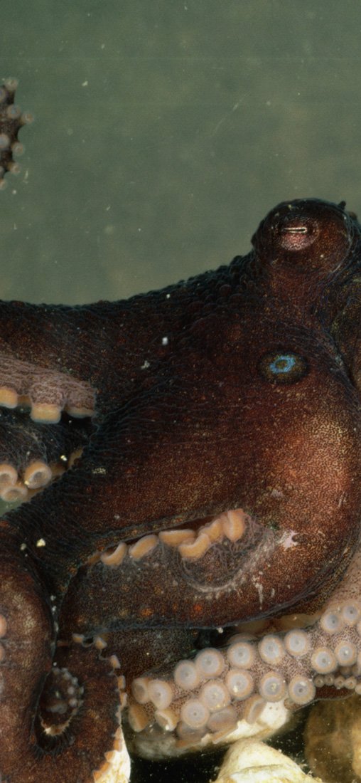 PeelitStickit Underwater, Undersea Wall Murals, ID-143, vinyl