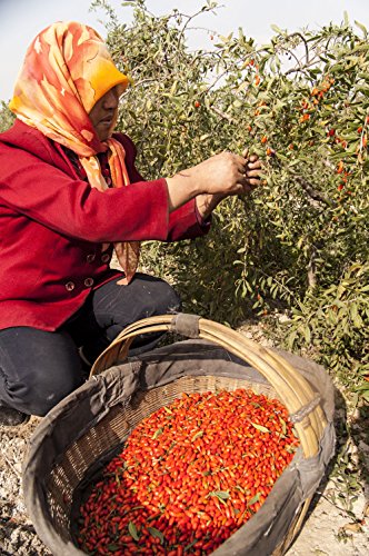 Wholeberry Organic Goji Berries 2lbs | Raw, Vegan, Gluten Free Super Snack | High in Plant Based Protein, Dietary Fiber, Vitamin A & Iron | Premier Berries for Eating, Trail Mixes, Cereals,Smoothies...