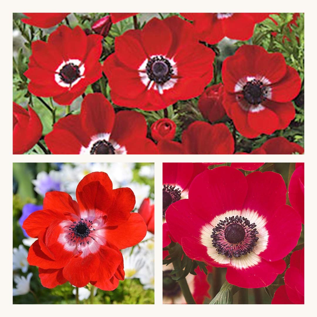 Anemone De Caen Hollandia x 30 Flower Bulbs/Corms Size 6/7 Pretty Red Flowers.