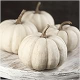Package of 50 Seeds, Baby Boo Miniature Pumpkin (Cucurbita pepo) Non-GMO Seeds by Seed Needs
