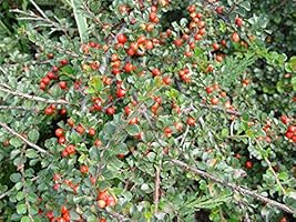 Amazon Com Cotoneaster Apiculatus Cranberry Cotoneaster Shrub 2 Size Container Garden Outdoor