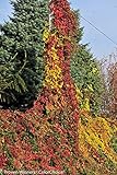 Red Wall & Yellow Wall Virginia Creeper - 2 Plants - Parthenocissus