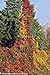 Red Wall & Yellow Wall Virginia Creeper - 2 Plants - Parthenocissus