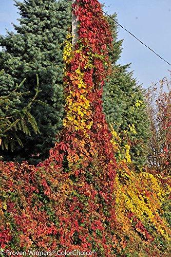 Red Wall & Yellow Wall Virginia Creeper - 2 Plants - Parthenocissus Red Wall & Yellow Wall Virginia Creeper - 2 Plants - Parthenocissus