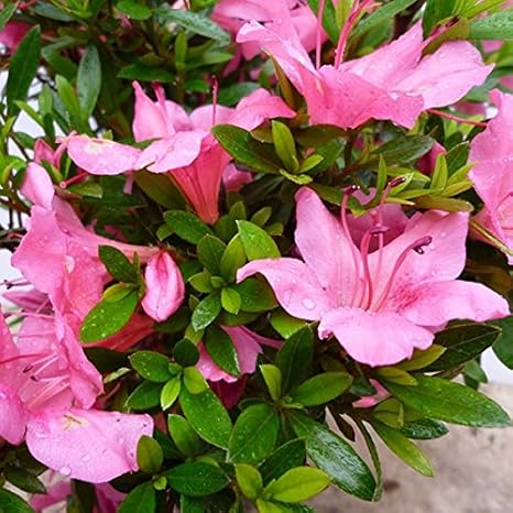 苗 苗木 10本セット サツキツツジ 樹高0 15m前後 10 5cmポット さつき 五月 サツキ つつじ 苗木 植木 苗 庭木 生け垣 10本 10 花 Amazon