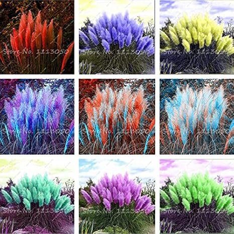 Amazon Co Jp ホームガーデンのための500個パンパスグラス パンパス草植物 観賞用植物の花cortaderia Selloana草盆栽 パンパスgarss 混合 ホーム キッチン