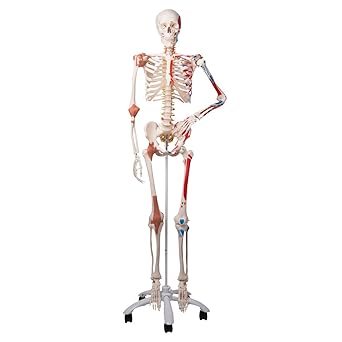 3B Scientific Menschliche Anatomie Skelett Sam - Luxusversion mit Muskelursprüngen und -ansätzen, nummerierten Knochen, flexi