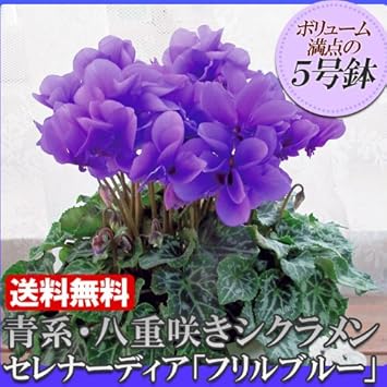 Amazon サントリーフラワーズ シクラメン セレナーディア 青色系 八重咲き フリルブルー 鉢花ギフト 観葉植物 通販 Amazon サントリーフラワーズ シクラメン セレナーディア 青色系 八重咲き フリルブルー 鉢花ギフト 観葉植物 通販
