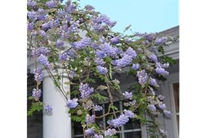 Greenwood Nursery: Live Ground-Cover Plants - Wisteria Frutescens 'Amethyst Falls' Vine - [Qty: 2X Pint Pots] - (Click for Other Available Plants/Quantities)
