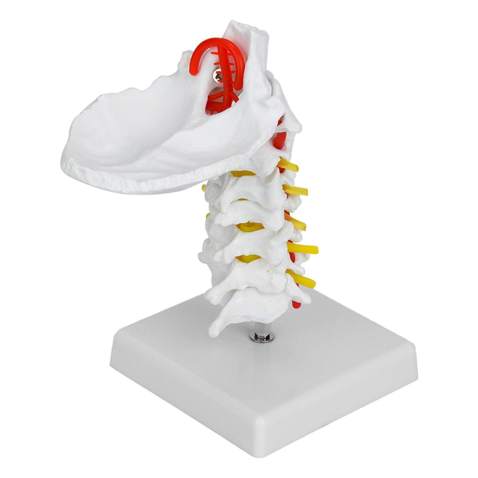 YOUTHINK Ymiko Cervical Spine Model 1:1 Anatomical Model for Science Display Teaching