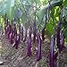 Eggplant, Organic, Purple Long Eggplant, Italian Heirloom~ 500 Vegetable Seeds ! primary