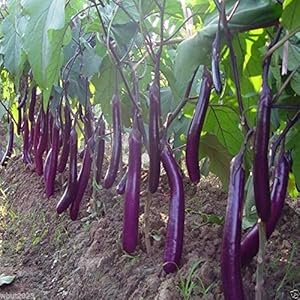 Amazon.com : Eggplant, Organic, Purple Long Eggplant